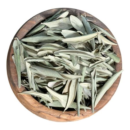 برگ زیتون