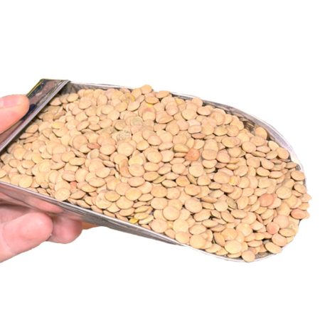عدس