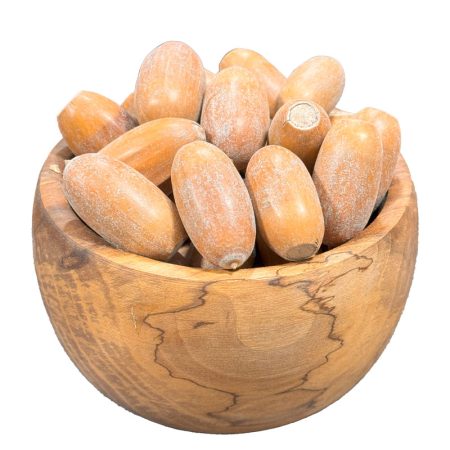 بلوط